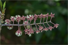 Elaeocarpus variabilis